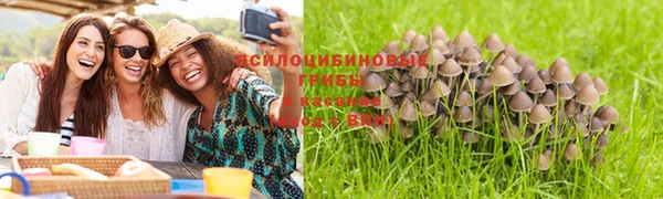 apvp Бородино
